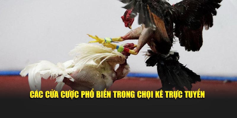 Các cửa cược phổ biến trong chọi kê trực tuyến